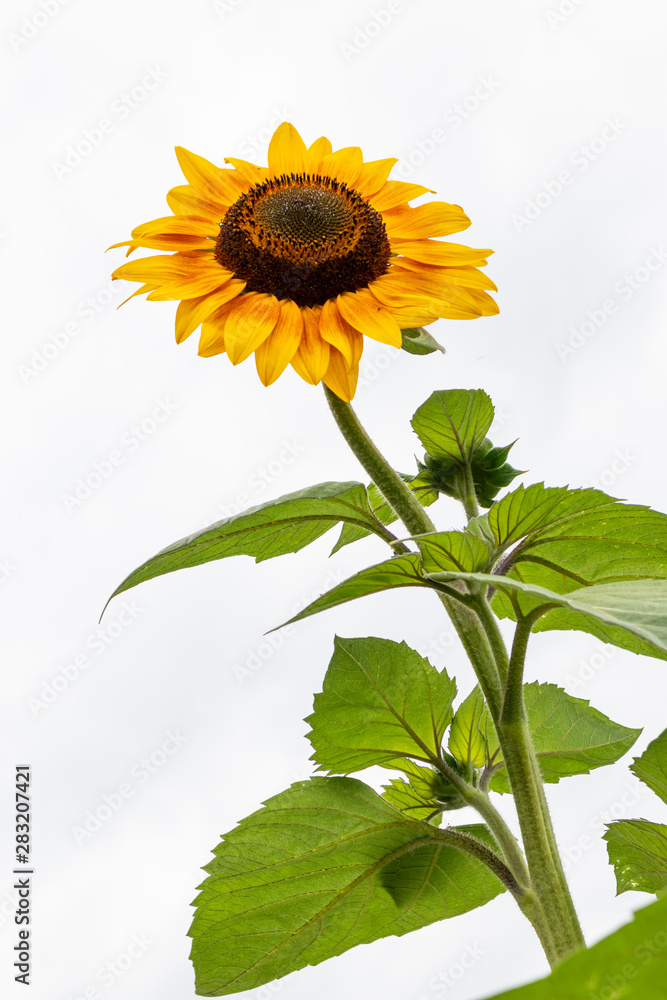 Obraz premium Riesige gelbe Sonnenblume bietet Nahrung und Nektar für Bienen und Hummeln, Sonnenblumenkerne und Honig für Bienenzüchter und Pflanzenliebhaber