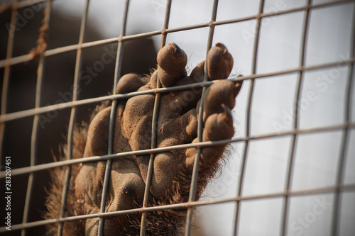 Hand of a baboon touching the cage - animals in ZOOs © Vladimra