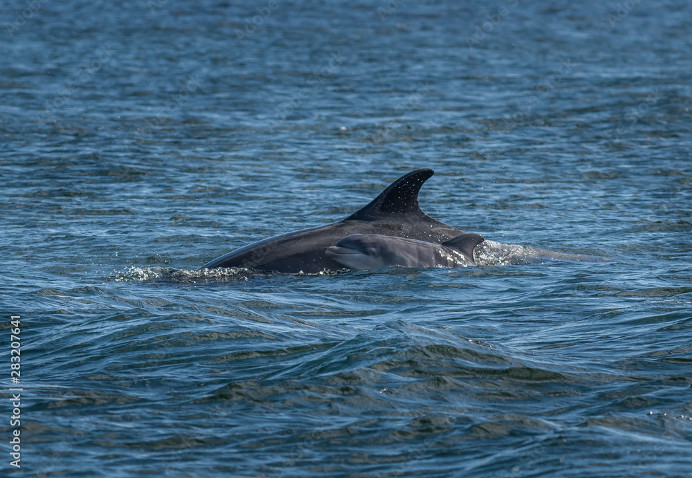 Obraz premium Mother And Newborn Baby Bottlenose Dolphin During A Salmon Hunting Lesson At The Moray Firth Near Inverness In Scotland