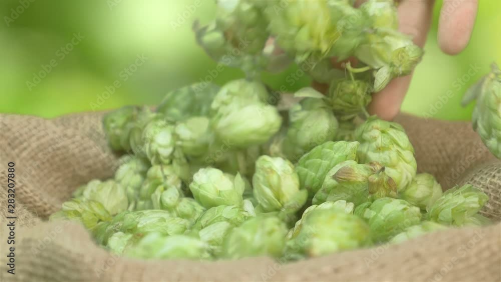Man throwing hops into the basket in slow motion 180fps Man throwing hops into the basket in slow motion 180fps