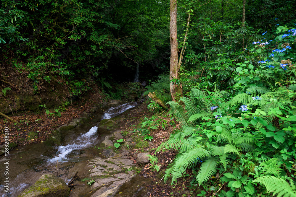 Fototapeta premium river flows from the mountains. tropics