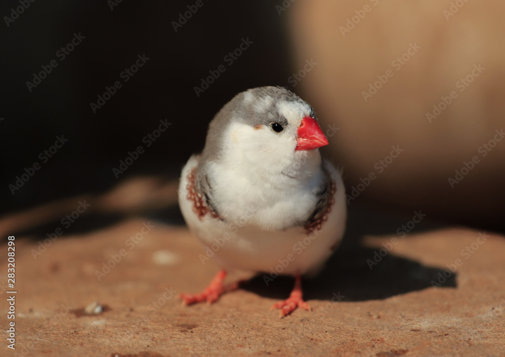 Obraz premium The zebra finch Taeniopygia guttata - colour mutation called pied - portrait