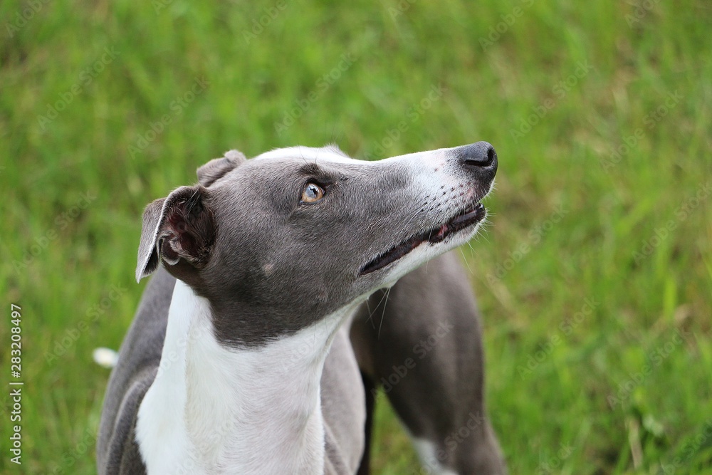 beautiful whippet is standing in the garden and looking up to the human