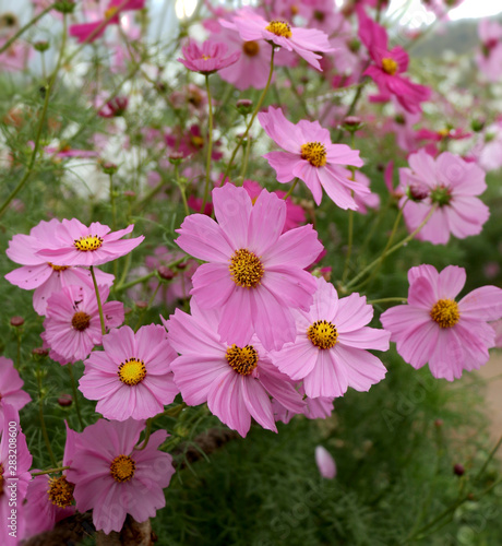 Flower in the rain