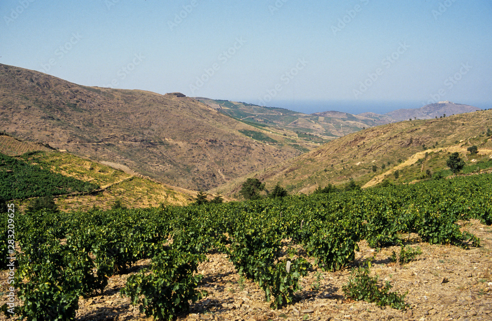 vignoble, appellation d'origine controlée, Banyuls, 66, Pyrénées Orientales