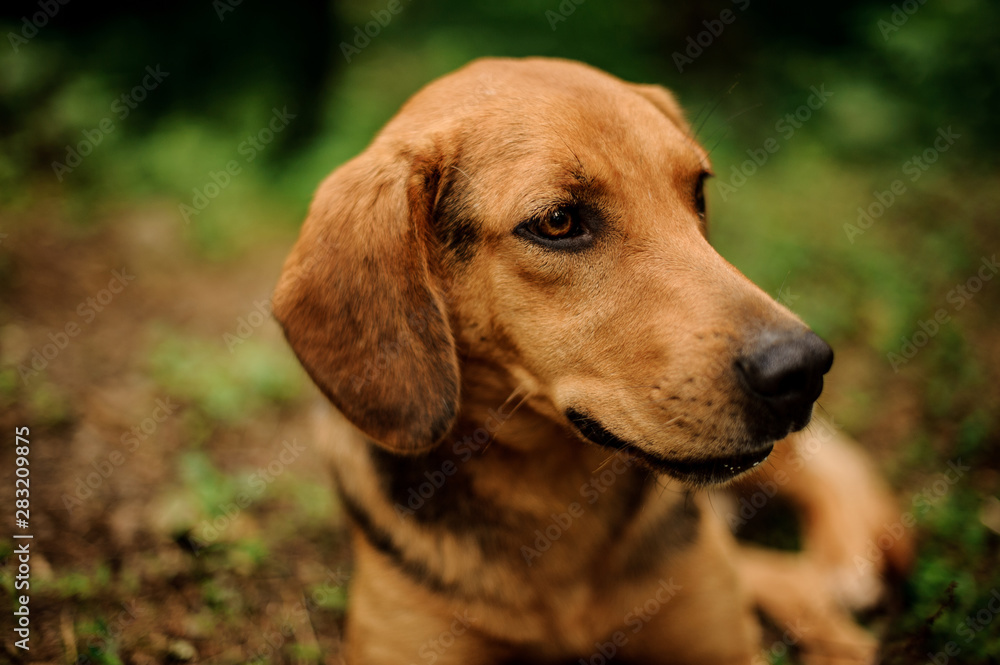 Portrait of lying brown puppy in forest Portrait of lying brown puppy in forest