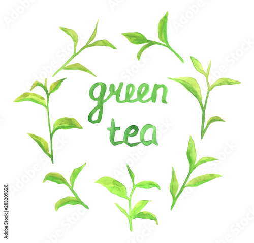 Vector watercolor set with green tea leaves