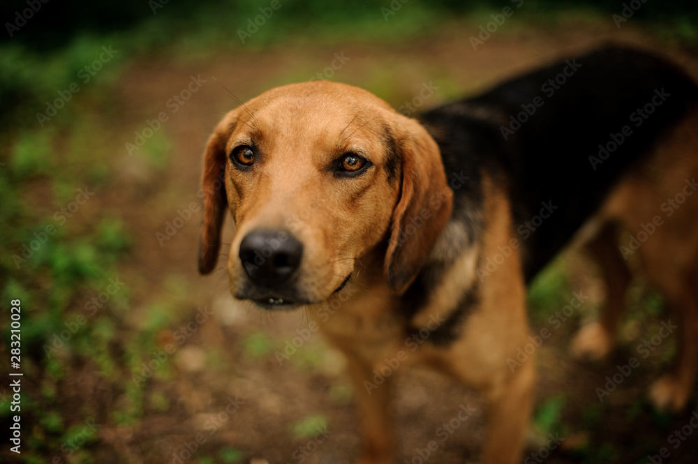 Portrait of standing brown puppy in the forest