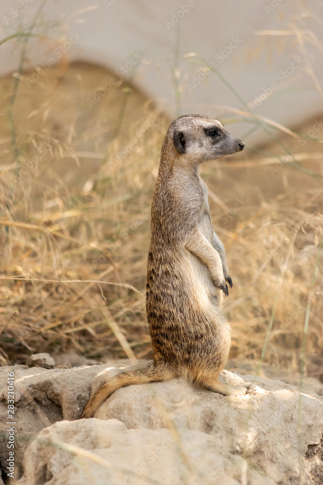Fototapeta premium Suricata gracioso, animal en el zoo, timon 