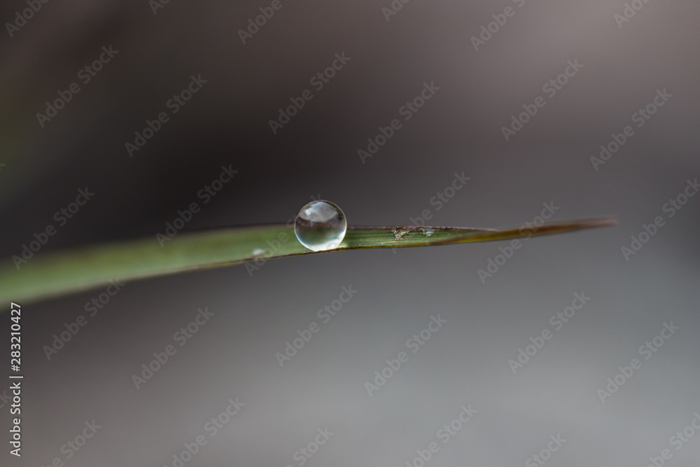 Water Droplet on Single Blade of Grass Water Droplet on Single Blade of Grass
