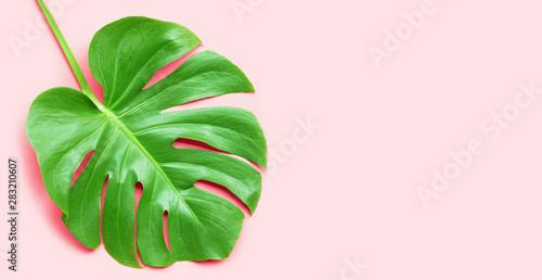Monstera plant leaf on pink background.