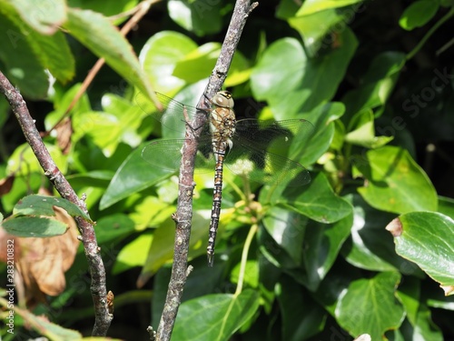 Common hawker dragonfly photo