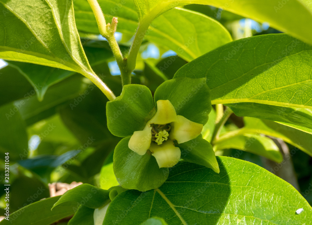 Persimmon flower on the tree , close up Persimmon flower on the tree , close up