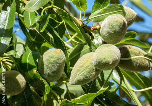 Close-up of almonds on tree, green almonds