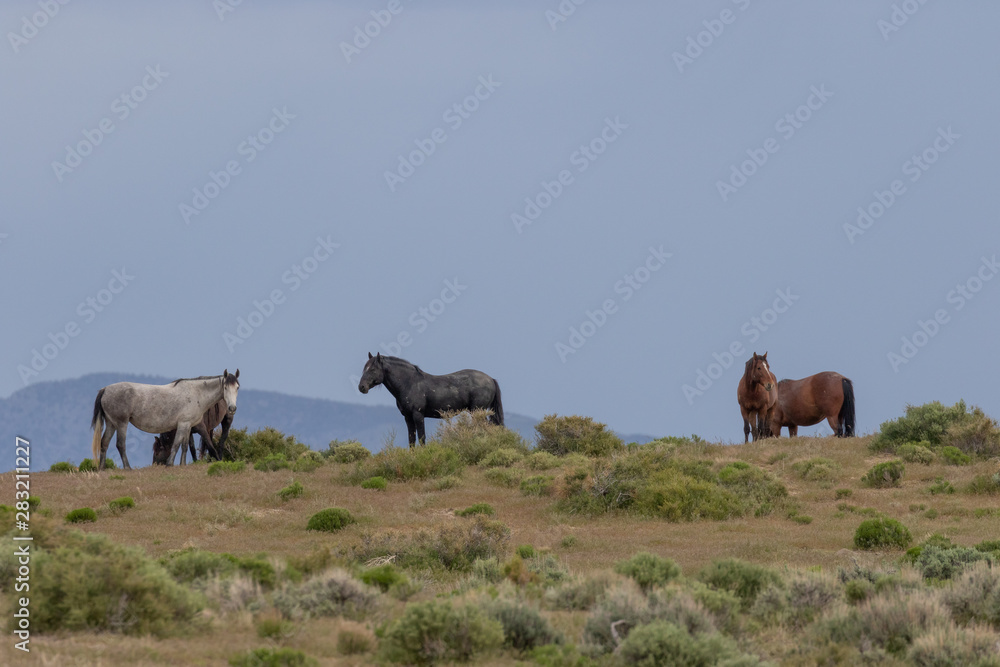 Wild Horses in the Utah Desert in Spring Wild Horses in the Utah Desert in Spring