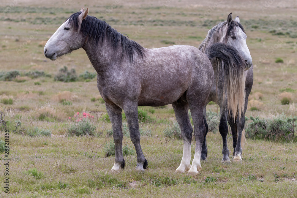 Fototapeta premium Wild Horses in the Utah Desert in Spring