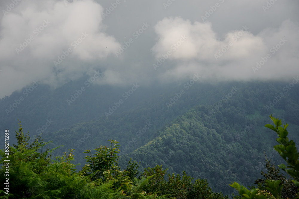 Landscape of the dense forest in the mountains