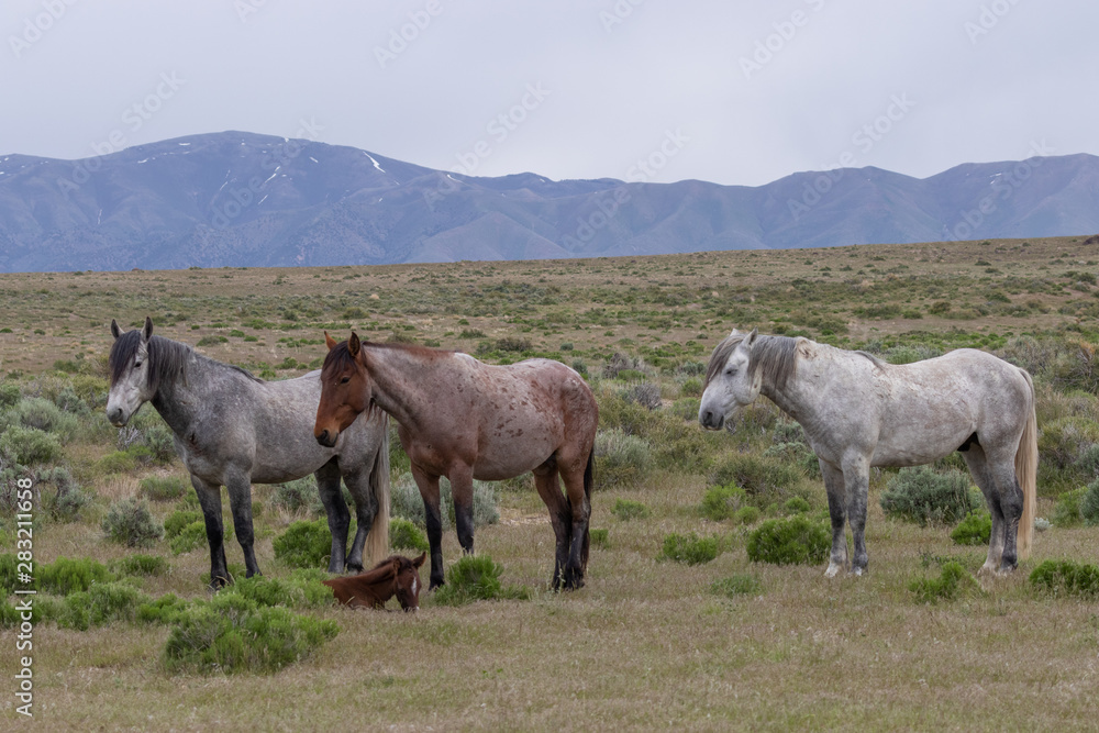 Wild Horses in the Utah Desert in Spring Wild Horses in the Utah Desert in Spring