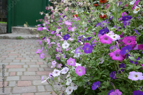Wallpaper Mural flowers in the garden Torontodigital.ca