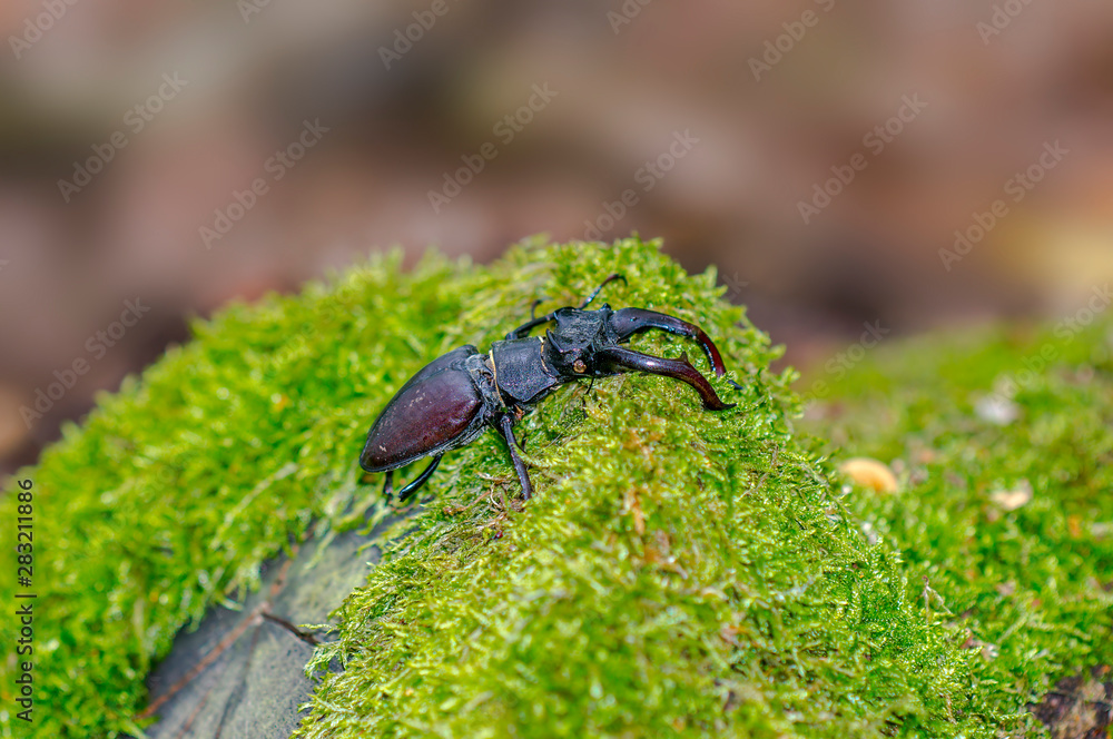 big stag beetle in green mossy maple forest