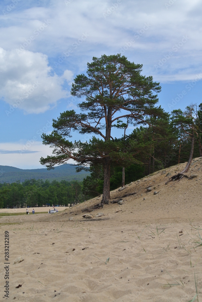 Fototapeta premium tree on the beach