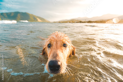 dog on beach