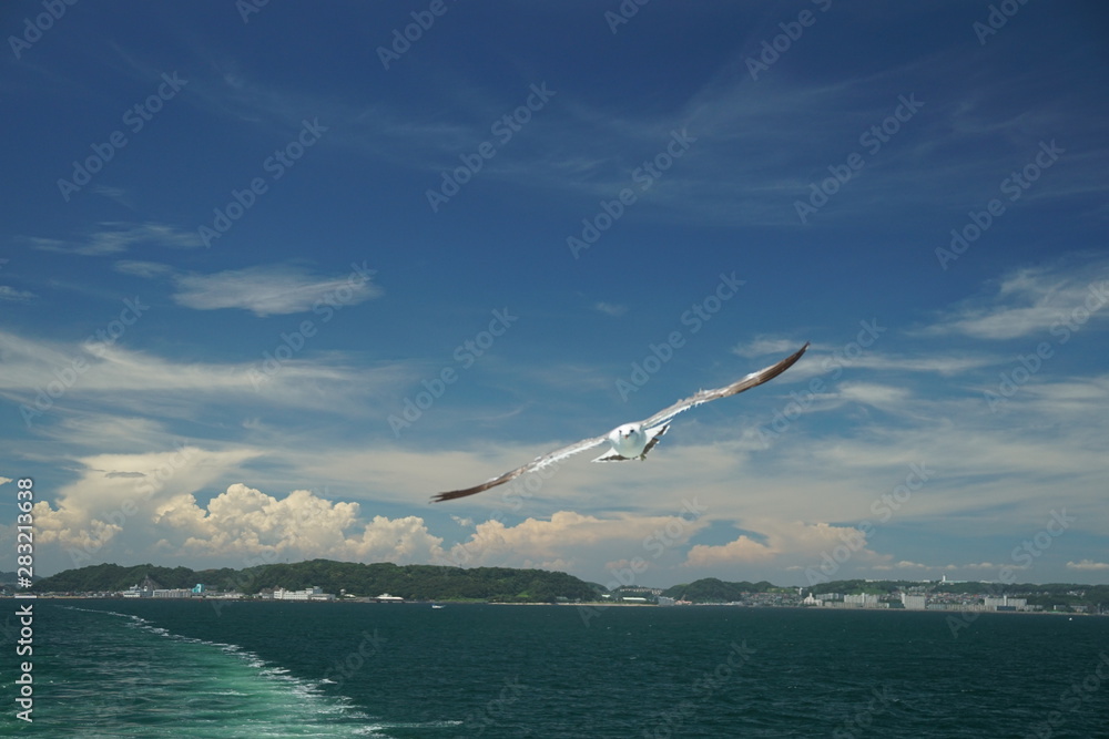 Fototapeta premium seagull flying Tokyo bay