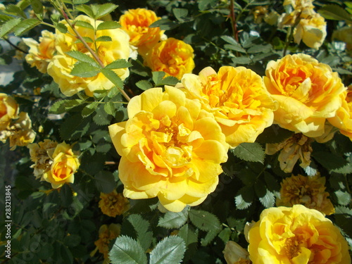  Blooming rose in the park