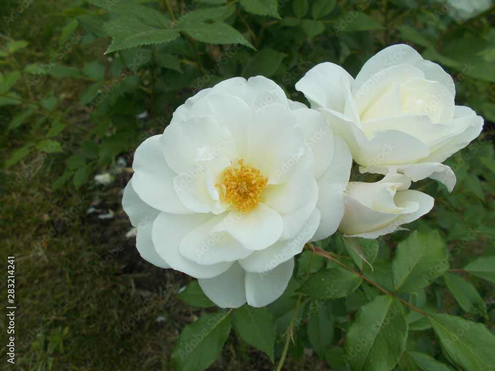  Blooming rose in the park