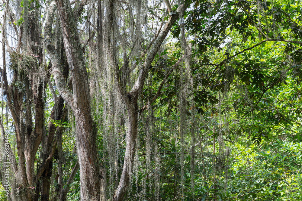 Naklejka premium Colombia, Gallinero