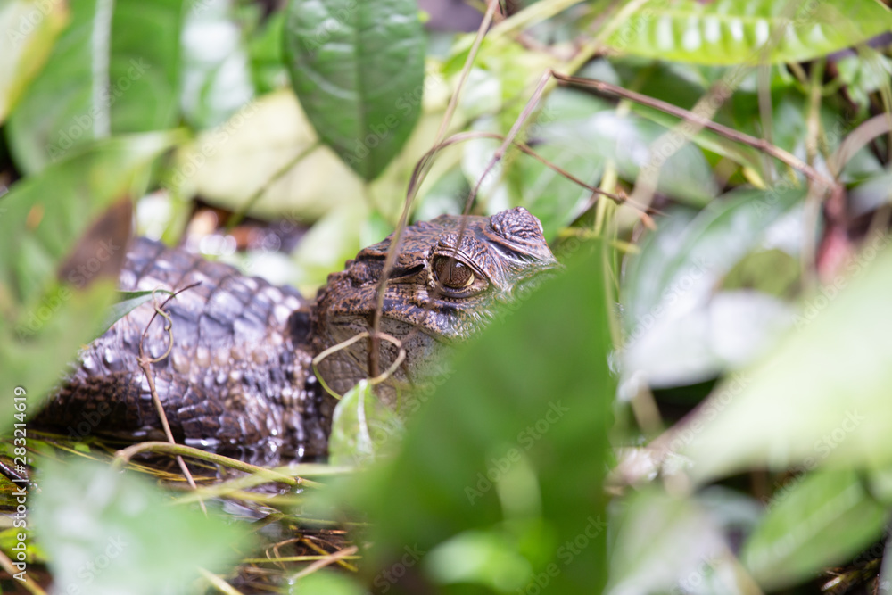 Alligator in Tortuguero National Park of Costa Rica Alligator in Tortuguero National Park of Costa Rica