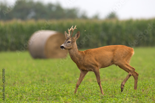 deer in grass