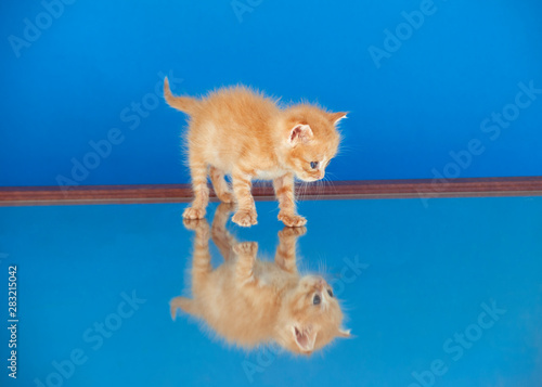 red cat puppy on the mirror with its reflection on a blue background.