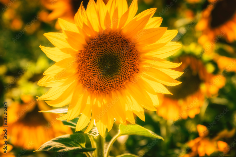 Obraz premium Sonnenblume, Sonnenblumenfeld, Dekoration