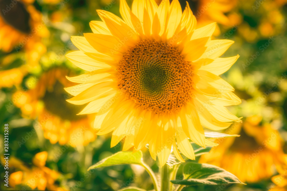 Sonnenblume, Sonnenblumenfeld, Dekoration Sonnenblume, Sonnenblumenfeld, Dekoration