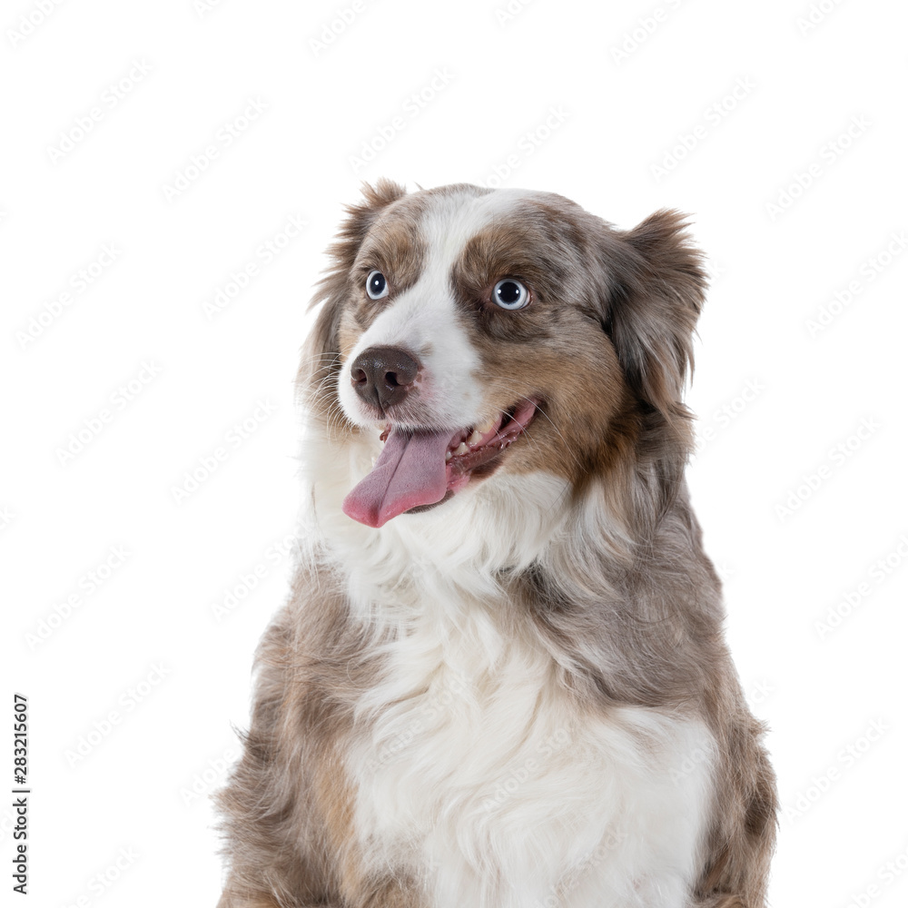 Portrait of a brown and white Australian Shepherd dog sitting isolated in white background  looking aside