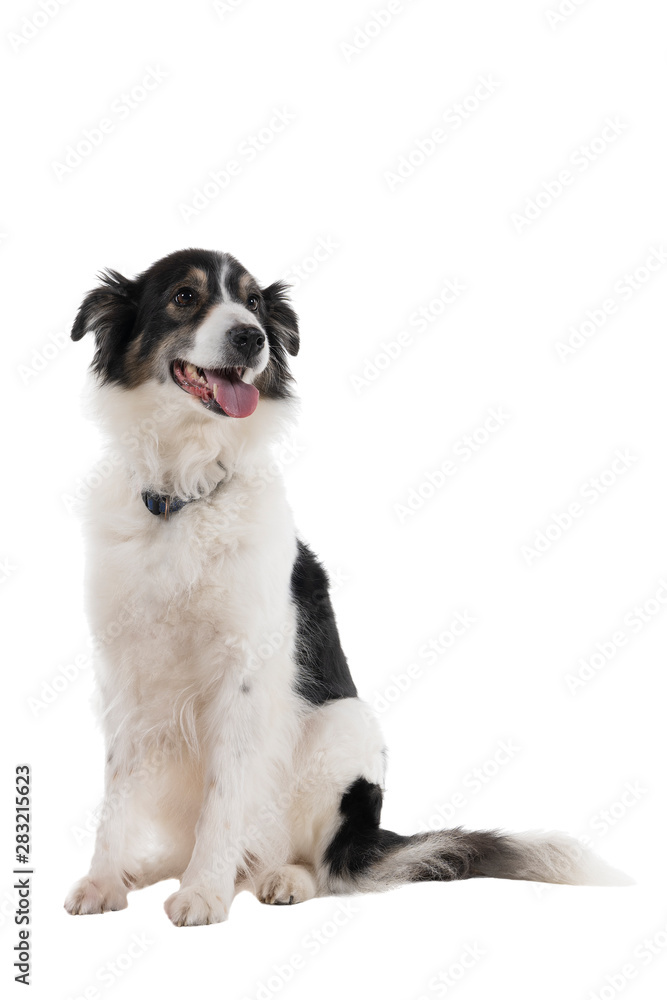 Obraz premium a Black and white Australian Shepherd dog sitting isolated in white background looking front view