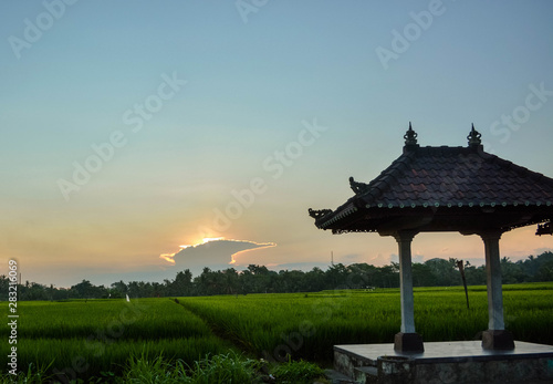 Wallpaper Mural Rice field Torontodigital.ca