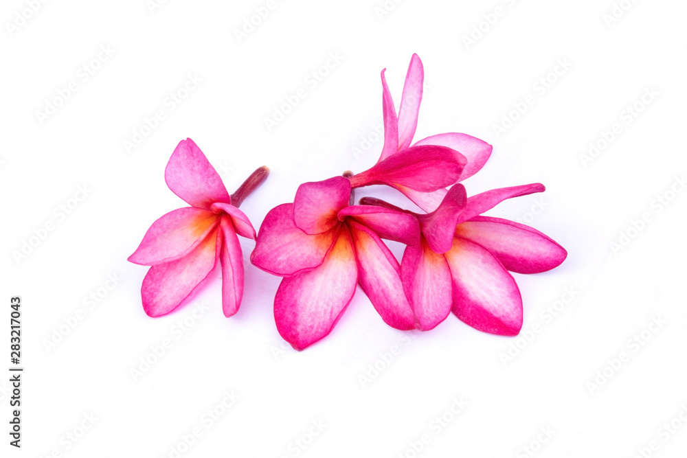 Isolated plumeria flowers on the white background. It is the collection of flowers. It is beauty.