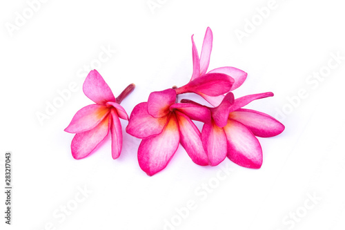 Isolated plumeria flowers on the white background. It is the collection of flowers. It is beauty.