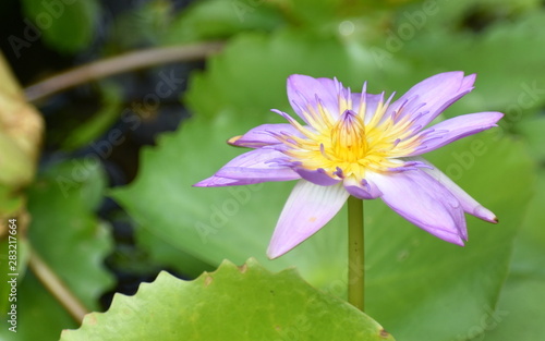 Beautiful purple and yellow lotus in pond