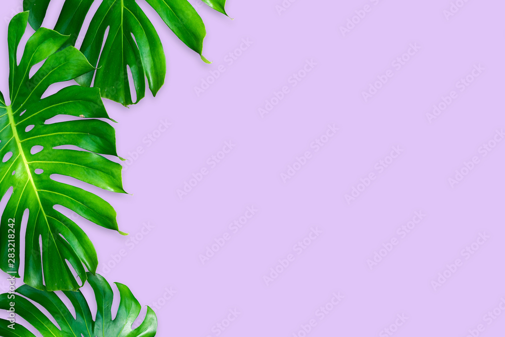 monstera leaves isolated on purple color background monstera leaves isolated on purple color background