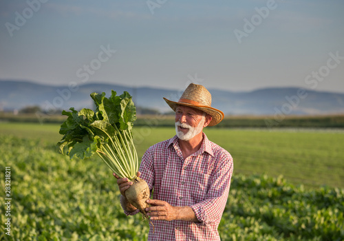 Farmer with sugar beet in field