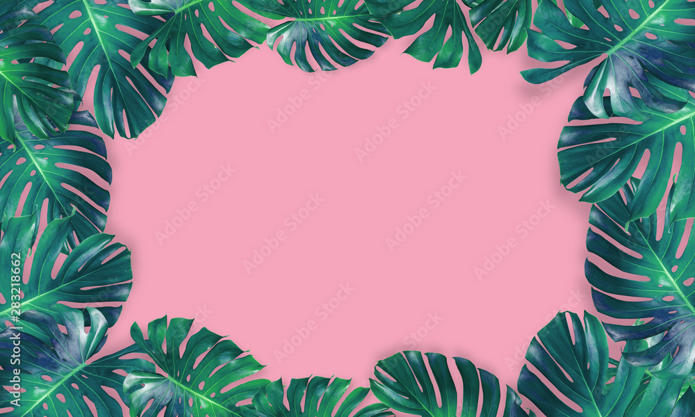 monstera leaves isolated on pink background