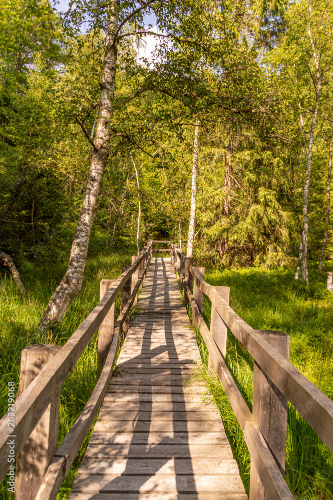wooden footbridge through the swamp. wooden footbridge through the swamp.
