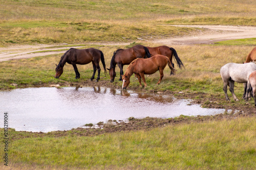 herd of horses grazing on a summer green meadow. © zane38