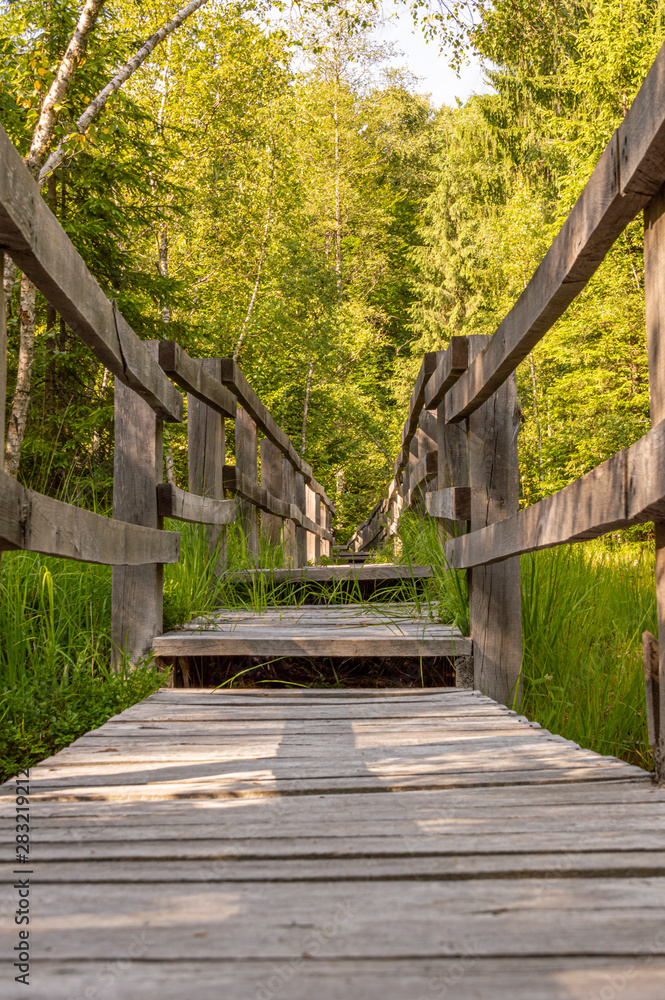 wooden footbridge through the swamp.