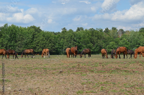Konie na pastwisku, Polska, Wrocław Stabłowice © Ewa