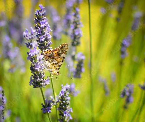 Butterfly over lavender flowers. Close-up of flower field background.