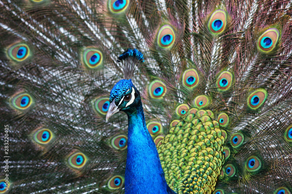 Obraz premium peacock with feathers